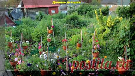 Редкие, но глупые. Ошибки и заблуждения уходящие в прошлое, но еще совершаемые дачниками | Дачные истории | Яндекс Дзен