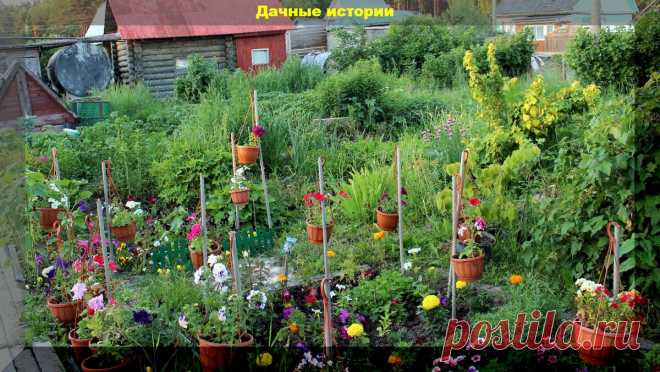 Редкие, но глупые. Ошибки и заблуждения уходящие в прошлое, но еще совершаемые дачниками | Дачные истории | Яндекс Дзен