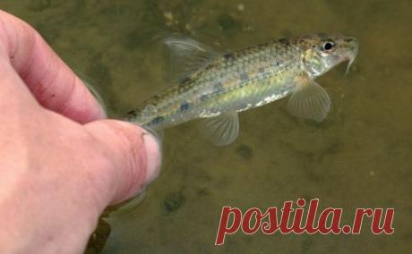 Подробно о пескаре