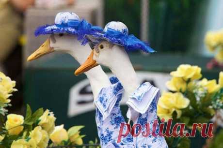 20 животных, в которых каждый узнает самого себя