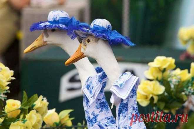 20 животных, в которых каждый узнает самого себя