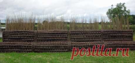 English Willow Baskets
