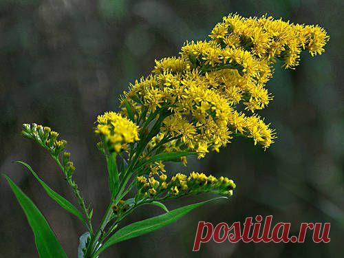 Золотарник: лекарственные свойства и применение