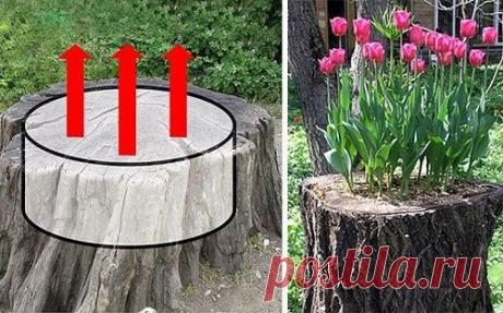 Как вернуть пням цветущий вид. Всë гениальное – просто