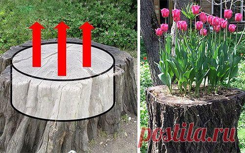 Как вернуть пням цветущий вид. Всë гениальное – просто