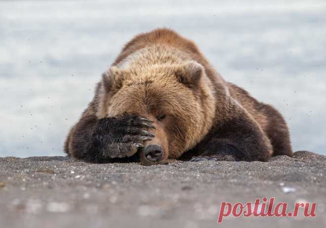 Comedy Wildlife Photo Awards 2019: животные, которые станут мемами — Российское фото