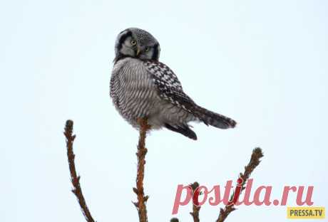 Лучшие фотографии животных за неделю (30 фото)