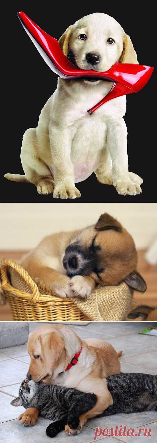 Собаки - лучше друзья!.