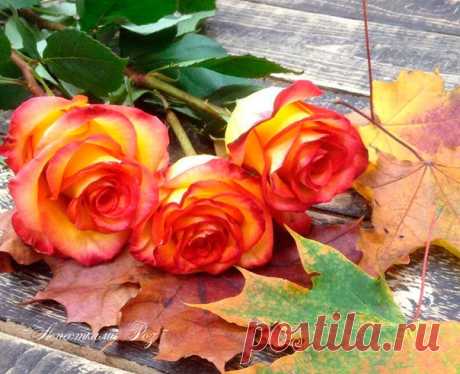 22 Сентября 2019 г. – Воскресенье • Всемирный день без автомобиля (World Day Without Car)21 год • День хоббита • Всемирный день защиты слонов • День тигра на Дальнем Востоке • День раскрашивания серости • День Сети (OneWebDay) • Всемирный день носорогов (World Rhino Day) • Балтийский день единства • Всемирный день поддержки пациентов с хроническим миелоидным лейкозом (ХМЛ) • День предпринимателя в Якутии17 летДень партизанской славы - Украина • День бизнес-леди - США • День машиностроителя -…