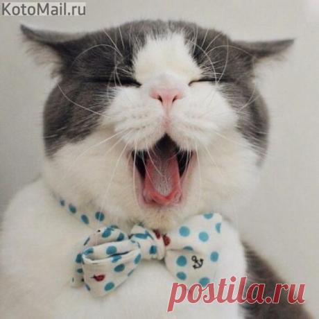 Солист оперного театра | KotoMail.ru