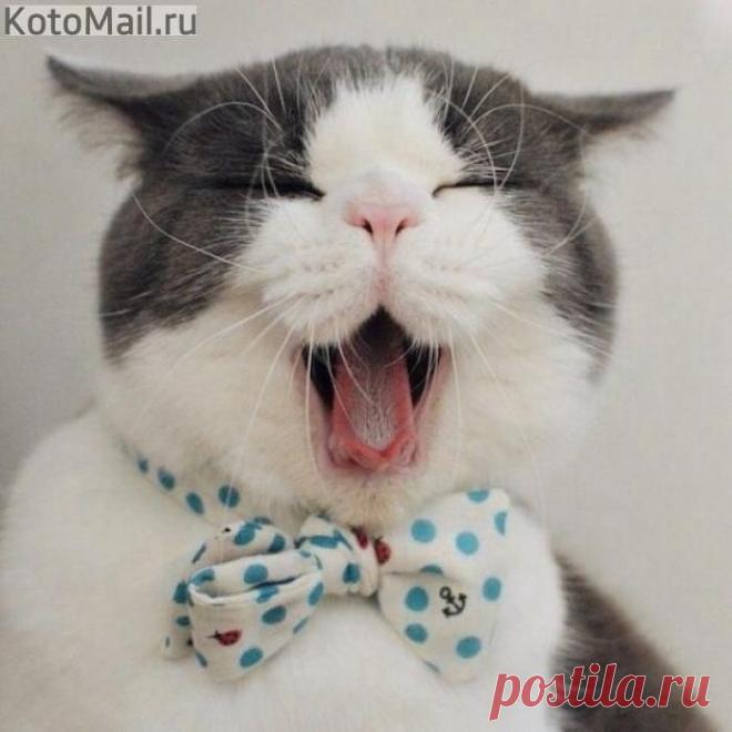 Солист оперного театра | KotoMail.ru