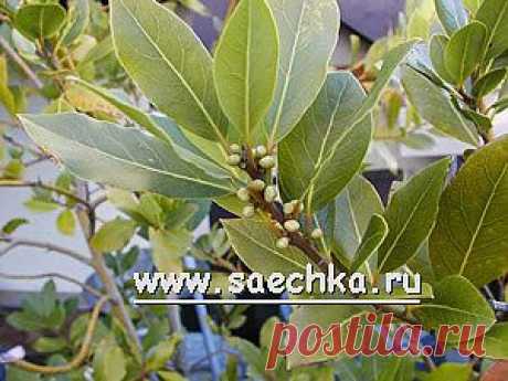 Лавровый лист | Saechka.Ru - рецепты с фото