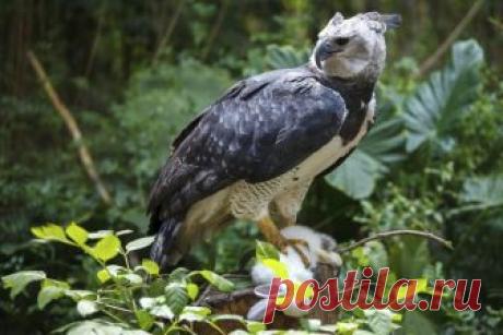 Гарпия – хищная птица: фото и описание