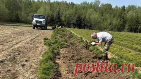 В Подмосковье завершился весенний этап акции "Посади лес". В Московской области завершился весенний этап акции "Посади лес", в рамках которого с апреля по июнь было высажено 12 тыс. сеянцев сосны, сообщает пресс-служба министерства экологии и природопользования Подмосковья. В ...