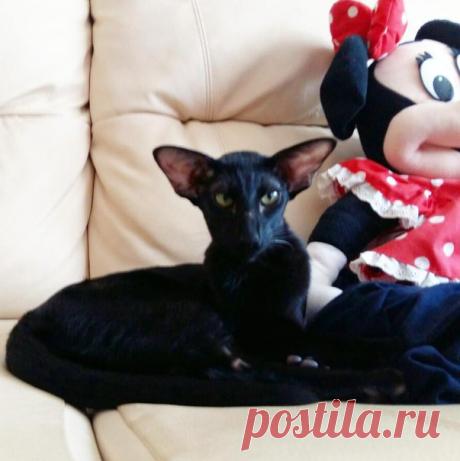 Бетельгейзе Беллатрикс, деточка подросла чуток / Betelgeuse Bellatriks, ORI n, 7 mounths  *not for sale #Bellatriks #Betelgeuse #catteryoriental #catteryoBellatriks #ebony #ebonycat #orientalshorthair #питомникБеллатрикс #Бетельгейзе #питомникориентальныхкошек #орики #эбони @ Samara, Russia