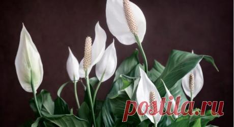 Как ухаживать за «женским счастьем», чтобы оно регулярно пышно цвело — Мир интересного