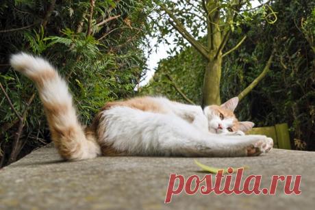 5 причин, почему ваша кошка виляет хвостом – это означает больше, чем вы думаете | ikoshkiru - Мир кошек | Дзен