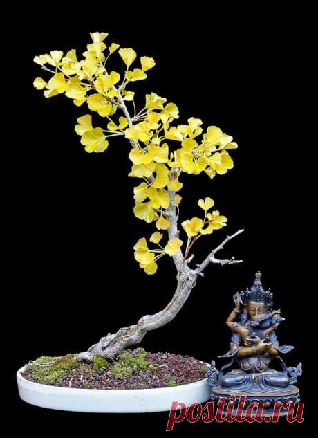 ginko biloba  |  Pinterest • Всемирный каталог идей