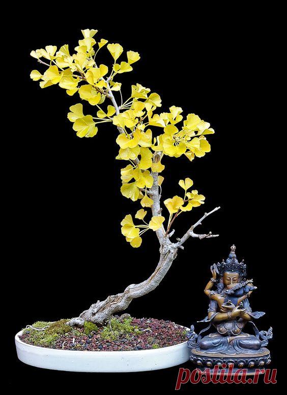 ginko biloba  |  Pinterest • Всемирный каталог идей