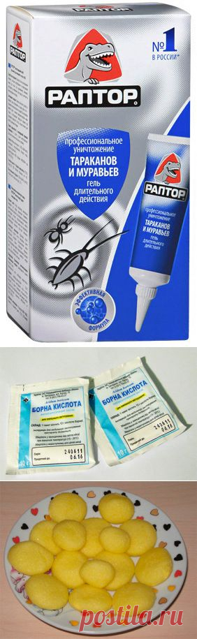 Уничтожение тараканов в квартире: эффективные способы