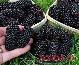 Живая сокровищница полезных элементов – тутовое дерево