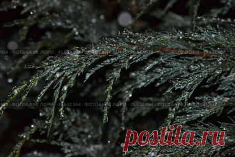 Close-up of frozen evergreen plant during winter Стоковое фото, фотограф Ilaronsia / Фотобанк Лори