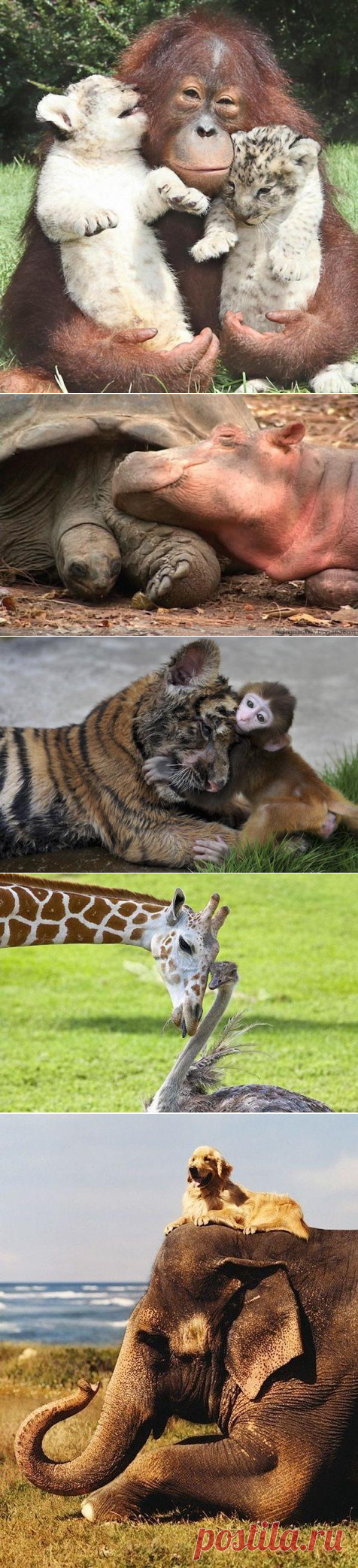 Дружба против правил.