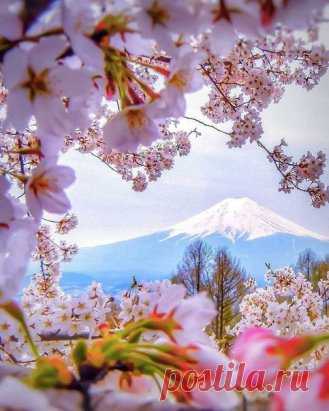 Фуджи в обрамлении сакуры