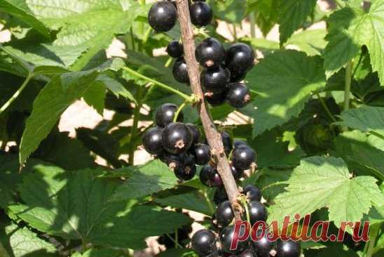 Как омолодить куст черной смородины и улучшить урожай
Не спешите избавляться от старых кустов смородины и крыжовника, выкорчевывать их, это трудоемкая работа, их просто можно омолодить. Омоложение кустов черной смородины можно проводить и осенью, и весной. В запущенных кустах обычно очень много старых, почти не дающих урожая и загущающих куст ветвей, а молодых мало и они сформированы главным образом на волчках.
Чтобы омолодить куст черной смородины и улучшить урожай, надо ...