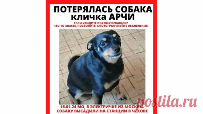 Хозяин потерявшегося в Подмосковье тойтерьера Арчи рассказал, что "круг поисков сузился". Хозяин пропавшего в Подмосковье тойтерьера по кличке Арчи сообщил "Газете.Ru", что ему удалось определить примерное местонахождение животного. Сергей рассказал, что собаку забрал с железнодорожной станции "Столбовая" ...