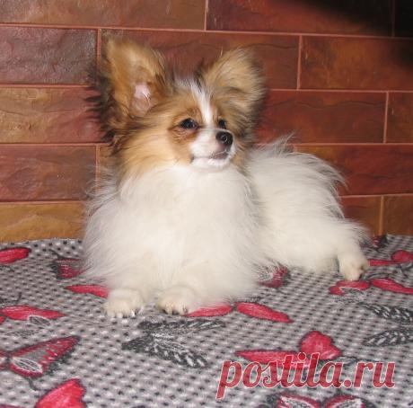 Snezhnoe Tango Jasnoslav
04.10.2016. 
sire : Green Bee Billy the Kid (Pap PRA1 - clear. PL 0/0) 
dam: Snezhnoe Tango Gloria Golden Angel (Pap PRA1- clear.PL 0/0) 
Активный , веселый и очень умненький парень . Красиво окрашен ..Ушки всем ушкам Ушки