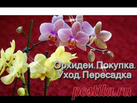 Орхидеи:  Покупка  Уход  Пересадка - YouTube