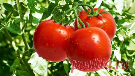 Томаты для Северо-Запада: лучшие сорта для Ленинградской области