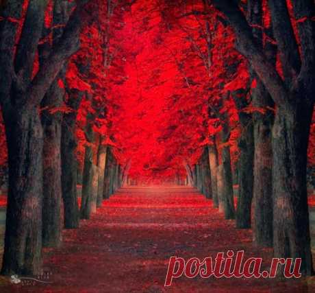 Сказочная страна. Ildiko Neer (фотографии)