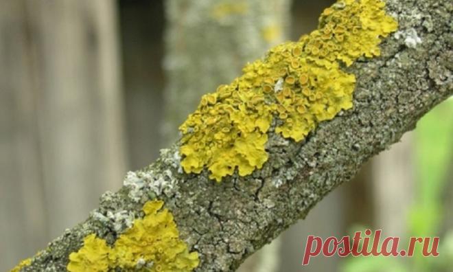 Простое средство от плесени — Полезные советы