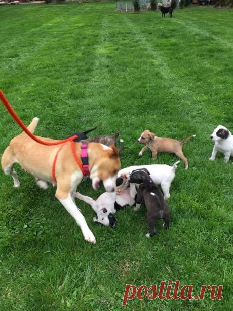 Ее оставили на привязи без воды и еды с 8 щенками на 2 недели