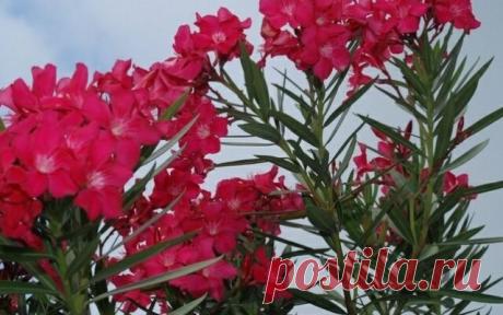Олеандр уход в домашних условиях