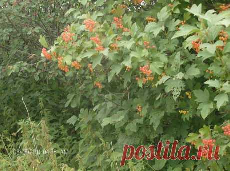 корм для зимних птиц