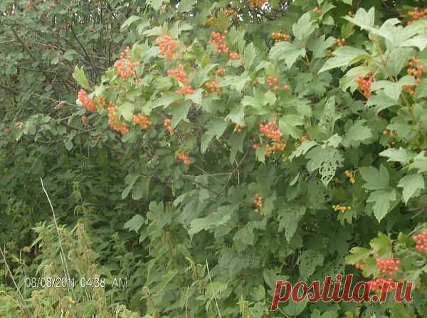 корм для зимних птиц