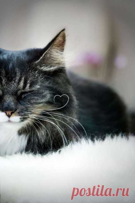 Cute Cats Photo Gallery : theBERRY