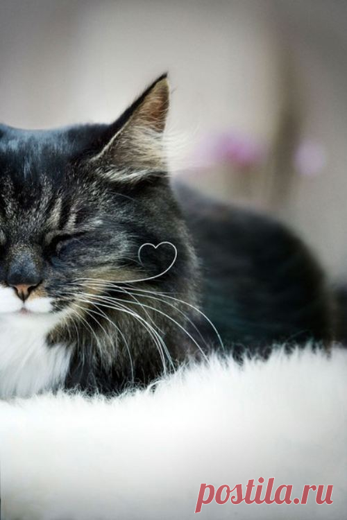 Cute Cats Photo Gallery : theBERRY