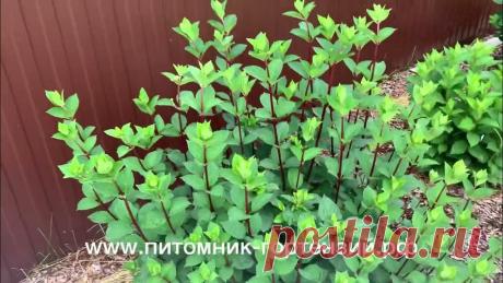 Метельчатая гортензия Самарская Лидия, или Rensam(Framboisine), выведена французским питомником РЕНО Настоящий хит 2023 Hydrangea paniculata Samarskya Lydia (Rensam/Framboisine ). Метельчатая гортензия сорта Самарская Лидия, или Rensam, выведена французским ...