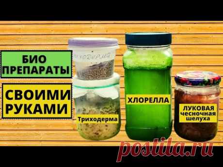 Как сделать биопрепараты своими руками- Триходерма, Хлорелла, Луковый настой