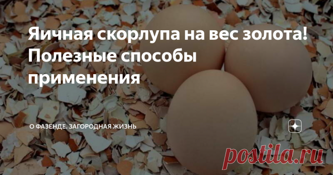 Яичная скорлупа на вес золота! Полезные способы применения Холодное время года – каникулы для дачников. Но свободное время можно потратить с умом. Например, займитесь сбором и накоплением продуктов, обладающих ценнейшими свойствами для будущего урожая. Поговорим о яичной скорлупе. В большинстве случаев она отправляется в мусор, но мы предлагаем складывать оболочки яиц в отдельную емкость, чтобы в дальнейшем пустить на полезные дела.