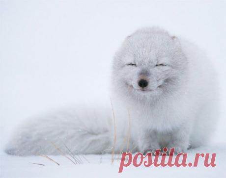 Невероятные моменты дикой природы / Питомцы