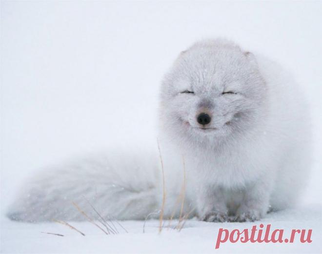 Невероятные моменты дикой природы / Питомцы