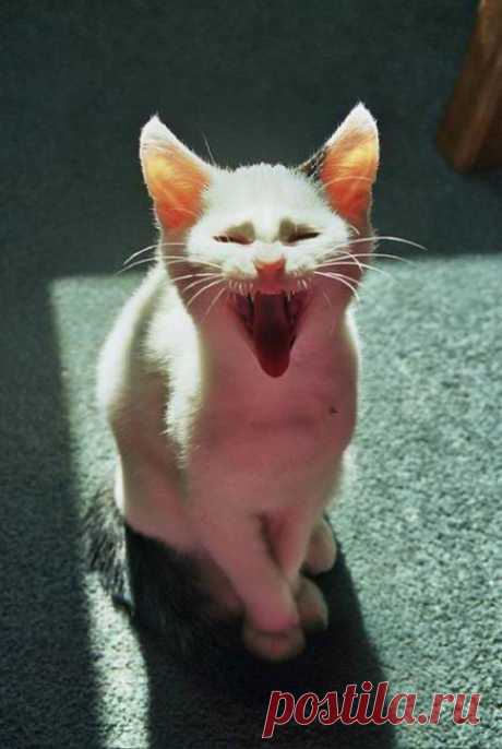 Звери говорят вам &quot;WAZZUP!&quot;. (29 фото) » Невседома - жизнь полна развлечений, Прикольные картинки, Видео, Юмор, Фотографии, Фото, Эротика. Развлечение на каждый день