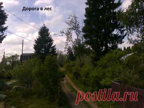 наши тротуары...