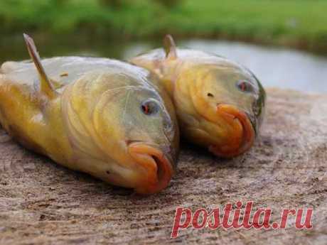 Четыре секрета ловли линя / Богатая добыча