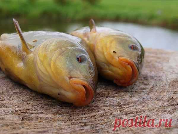 Четыре секрета ловли линя / Богатая добыча